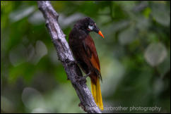 Montezuma Oropendola (Psarocolius montezuma) 