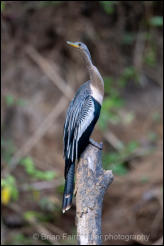 Anhinga (Anhinga anhinga)