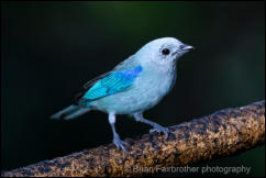 Blue-gray tanager (Thraupis episcopus) 