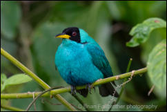 Green Honeycreeper (Chlorophanes spiza) 