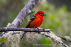 Flame-colored Tanager (Piranga bidentata) 