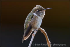 Volcano Hummingbird (Selasphorus flammula)   