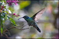Lesser (Green) Violetear (Colibri cyanotus)      