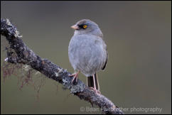 Volcano Junco (Junco vulcani) 