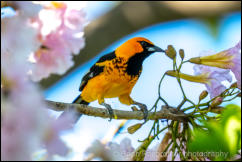 Spot-breasted Oriole (Icterus pectoralis) 