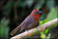 Red-throated Ant-Tanager (Driophlox fuscicauda) 