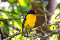 Tawny-capped Euphonia (Euphonia anneae) 