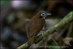 Bicolored Antbird (Gymnopithys bicolor)   