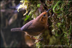 Ochraceous Wren (Troglodytes ochraceus) 