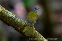 Grey-headed Tanager (Eucometis penicillata) 