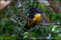Black-headed Trogon (Trogon melanocephalus)  