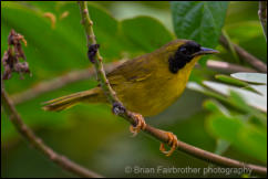 Olive-crowned Yellowthroat (Geothlypis semiflava) 