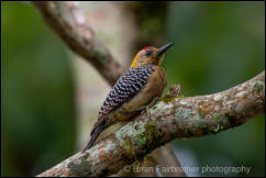 Hoffmann's woodpecker (Melanerpes hoffmannii)