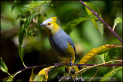 Long-tailed Silky-Flycatcher (Ptilogonys caudatus) 