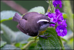 Bananaquit (Coereba flaveola) 