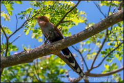 Squirrel Cuckoo (Piaya cayana)  