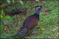 Great Curassow (Crax rubra)   