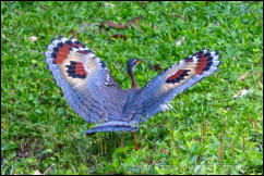 Sunbittern (Eurypyga helias) 