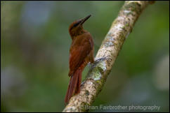 Northern-barred Woodcreeper (Dendrocolaptes sanctithomae) 