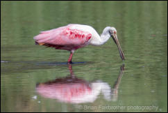 Roseate Spoonbill (Platalea ajaja) 