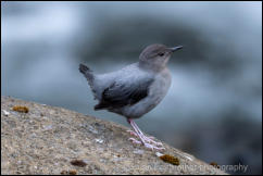 American Dipper (Cinclus mexicanus) 