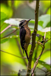 Hairy Woodpecker (Picoides villosus)