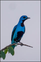Blue Cotinga (Cotinga nattererii) 