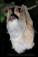 Hoffmann's two-toed sloth (Choloepus hoffmanni) 