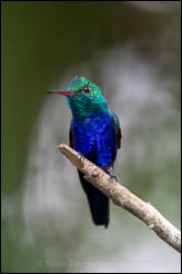 Male Violet-bellied Hummingbird (Chlorestes julie)  