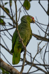 Red-lored Amazon (Amazona autumnalis)