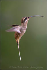 Long-billed Hermit (Phaethornis longirostris) 