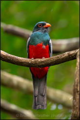 Slaty-tailed Trogon (Trogon massena)