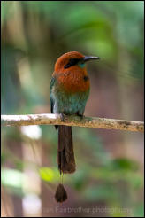 Broad-billed Motmot (Electron platyrhynchum)