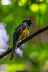 Black-throated trogon (Trogon rufus) 