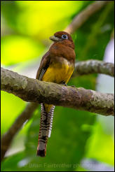 Black-throated trogon (Trogon rufus) 