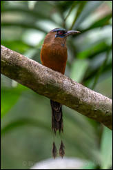 Whooping Motmot (Momotus subrufescens) 