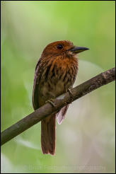 White-whiskered Puffbird (Malacoptila panamensis)  