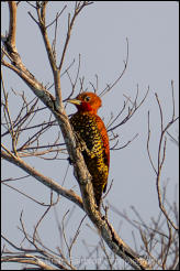 Cinnamon woodpecker (Celeus loricatus)  