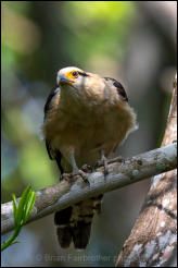 Yellow-headed Caracara (Milvago chimachima) 
