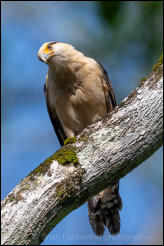 Yellow-headed Caracara (Milvago chimachima)  