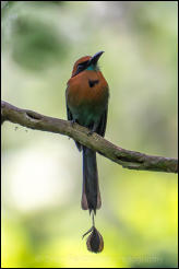 Broad-billed Motmot (Electron platyrhynchum) 