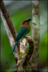 Broad-billed Motmot (Electron platyrhynchum)