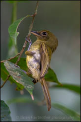 Western Olivaceous Flatbill (Rhynchocyclus aequinoctialis) 