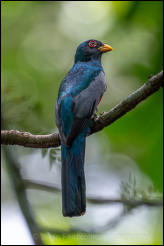 Male Black-headed Trogon (Trogon melanocephalus) 