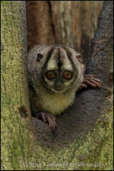 Panamanian night monkey (Aotus zonalis) 