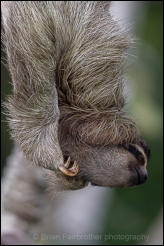 Brown-throated Three-Toed Sloth (Bradypus variegatus)  