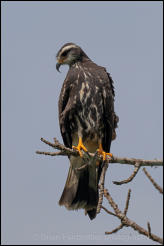 Juvenile Snail Kite (Rostrhamus sociabilis) 