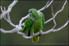 Southern Mealy Amazon (Amazona farinosa) 