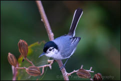 White-browed Gnatcatcher (Polioptila bilineata) 