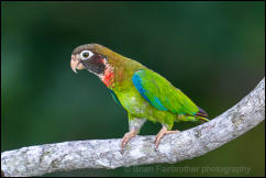 Brown-hooded Parrot (Pyrilia haematotis)  